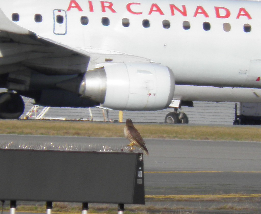 Red-tailed Hawk & Air Canada1